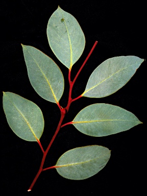 APII jpeg image of Eucalyptus pachyphylla  © contact APII