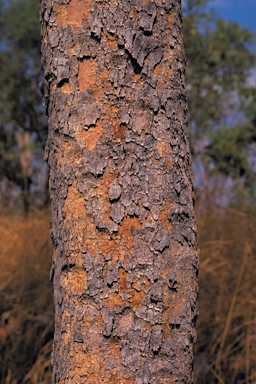 APII jpeg image of Corymbia polysciada  © contact APII