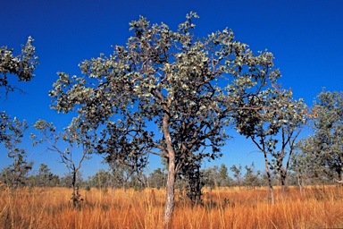 APII jpeg image of Eucalyptus pruinosa  © contact APII