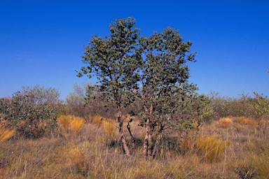 APII jpeg image of Corymbia deserticola subsp. mesogeotica  © contact APII