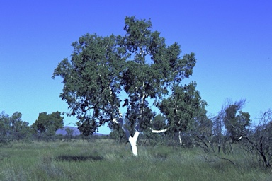 APII jpeg image of Corymbia candida subsp. candida  © contact APII