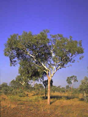 APII jpeg image of Corymbia dichromophloia  © contact APII