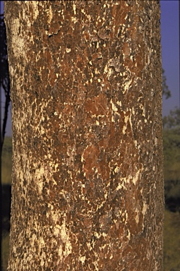 APII jpeg image of Corymbia dichromophloia  © contact APII