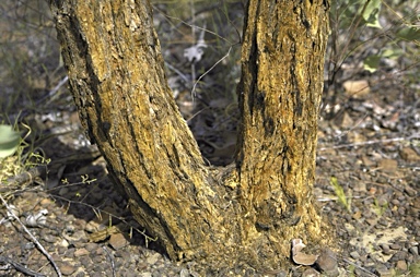 APII jpeg image of Eucalyptus ceracea  © contact APII