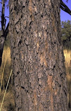 APII jpeg image of Corymbia ferruginea subsp. stypophylla  © contact APII