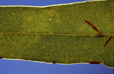 APII jpeg image of Eucalyptus zygophylla  © contact APII
