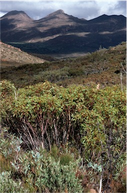 APII jpeg image of Eucalyptus flindersii  © contact APII