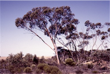 APII jpeg image of Eucalyptus forrestiana  © contact APII