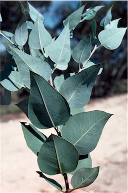 APII jpeg image of Eucalyptus fraseri subsp. fraseri  © contact APII