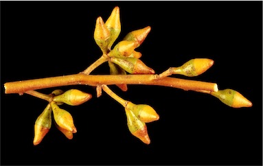 APII jpeg image of Eucalyptus fruticosa  © contact APII