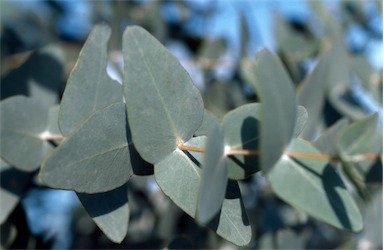 APII jpeg image of Eucalyptus gamophylla  © contact APII