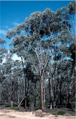 APII jpeg image of Eucalyptus gardneri  © contact APII