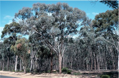 APII jpeg image of Eucalyptus gardneri  © contact APII