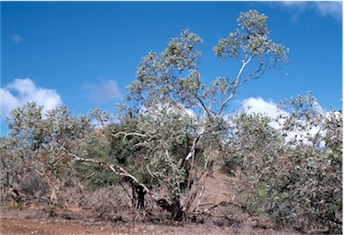 APII jpeg image of Eucalyptus gillii  © contact APII