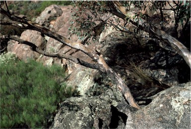 APII jpeg image of Eucalyptus goniocalyx subsp. exposa  © contact APII