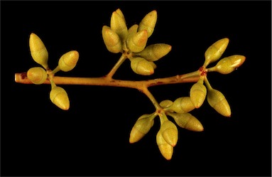 APII jpeg image of Eucalyptus oleosa subsp. oleosa  © contact APII