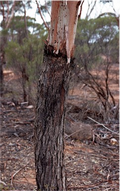 APII jpeg image of Eucalyptus oleosa subsp. oleosa  © contact APII