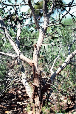 APII jpeg image of Eucalyptus grossa  © contact APII