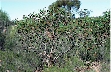 APII jpeg image of Eucalyptus grossa  © contact APII