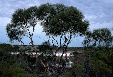 APII jpeg image of Eucalyptus halophila  © contact APII