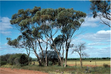 APII jpeg image of Eucalyptus horistes  © contact APII