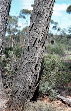 APII jpeg image of Eucalyptus indurata  © contact APII