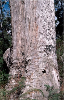 APII jpeg image of Eucalyptus jacksonii  © contact APII