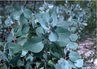 APII jpeg image of Eucalyptus kessellii  © contact APII