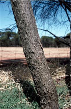 APII jpeg image of Eucalyptus kochii subsp. kochii  © contact APII