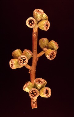 APII jpeg image of Eucalyptus kondininensis  © contact APII