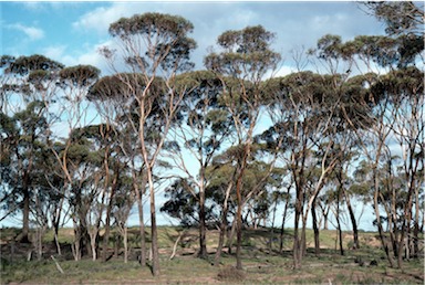 APII jpeg image of Eucalyptus kondininensis  © contact APII