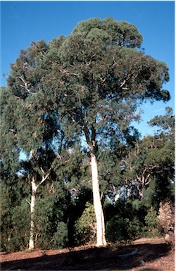 APII jpeg image of Eucalyptus laeliae  © contact APII