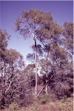 APII jpeg image of Corymbia lenziana  © contact APII