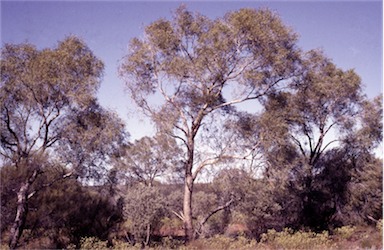 APII jpeg image of Corymbia lenziana  © contact APII