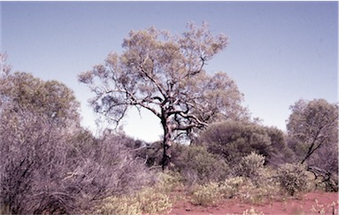 APII jpeg image of Corymbia lenziana  © contact APII