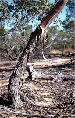 APII jpeg image of Eucalyptus leptophylla  © contact APII