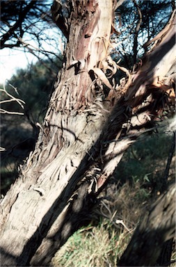 APII jpeg image of Eucalyptus leptopoda  © contact APII