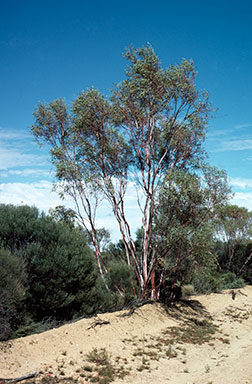 APII jpeg image of Eucalyptus leptopoda  © contact APII