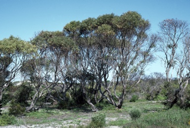 APII jpeg image of Eucalyptus litorea  © contact APII