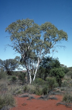 APII jpeg image of Eucalyptus lucasii  © contact APII