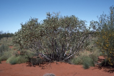 APII jpeg image of Eucalyptus leptopoda subsp. elevata  © contact APII