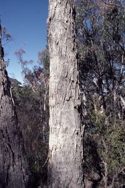 APII jpeg image of Eucalyptus banksii  © contact APII