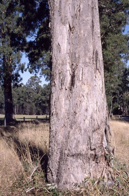 APII jpeg image of Eucalyptus bosistoana  © contact APII