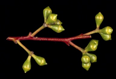 APII jpeg image of Eucalyptus brookeriana  © contact APII