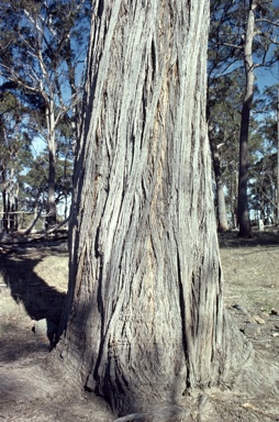 APII jpeg image of Eucalyptus caliginosa  © contact APII