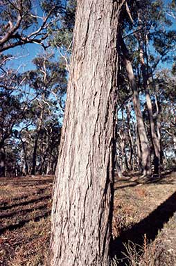 APII jpeg image of Eucalyptus cameronii  © contact APII