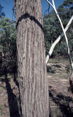 APII jpeg image of Eucalyptus macrorhyncha subsp. cannonii  © contact APII