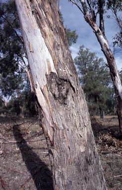 APII jpeg image of Eucalyptus chloroclada  © contact APII