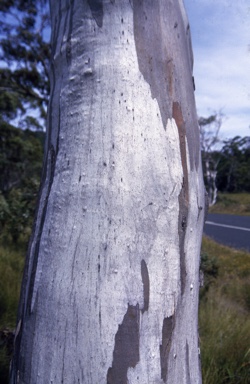 APII jpeg image of Eucalyptus coccifera  © contact APII