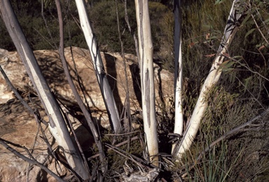 APII jpeg image of Eucalyptus diversifolia  © contact APII